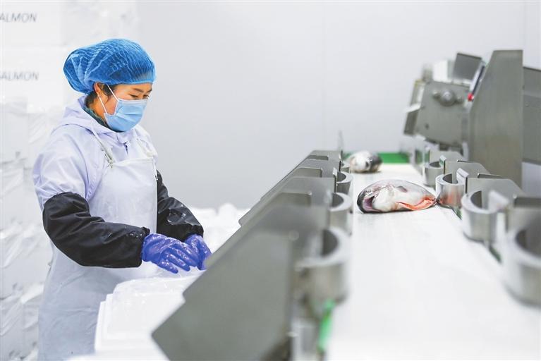 将加工好的鲜鱼进行包装