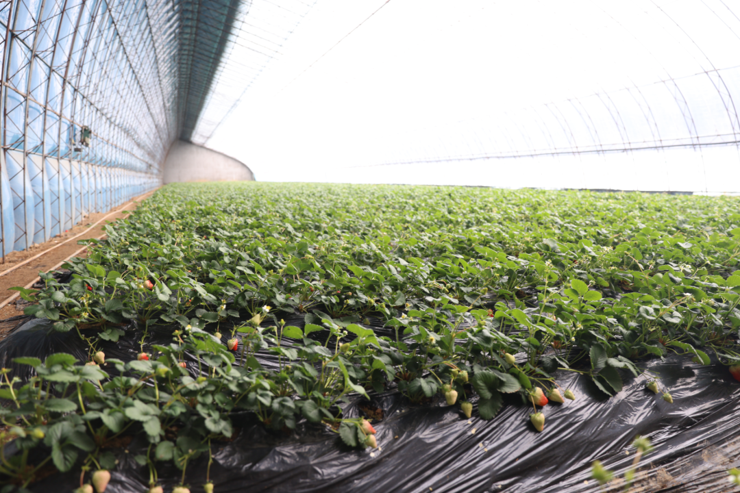 龙山区瑞阳种植专业合作社草莓采摘基地