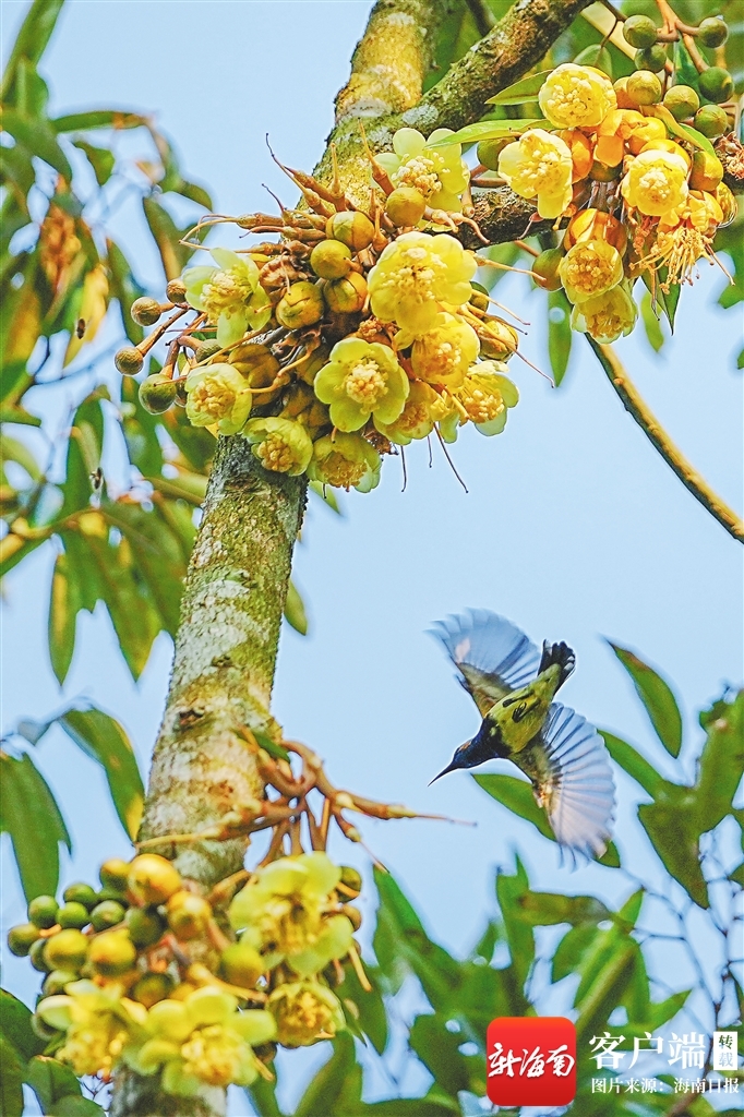 资料图：在七仙岭全球热带水果博览中心园内，榴莲母树花朵盛开。