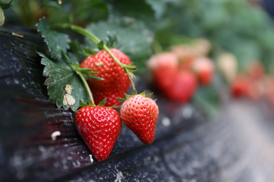 草莓已进入采摘期
