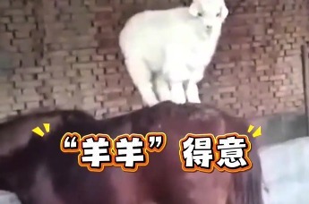 调皮小羊羔站到马背上，网友：这就是马上“羔”兴