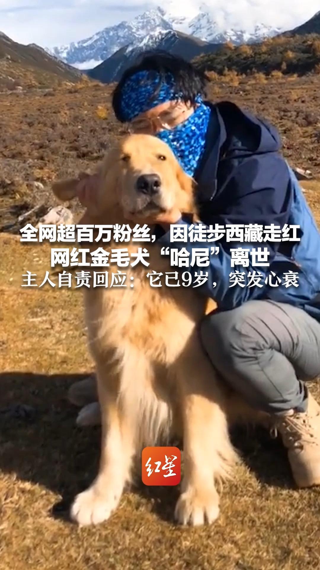 全网超百万粉丝，因徒步西藏走红 网红金毛犬“哈尼”离世 主人自责回应：它已9岁，步入老年 洗澡后步行一公里突发心衰