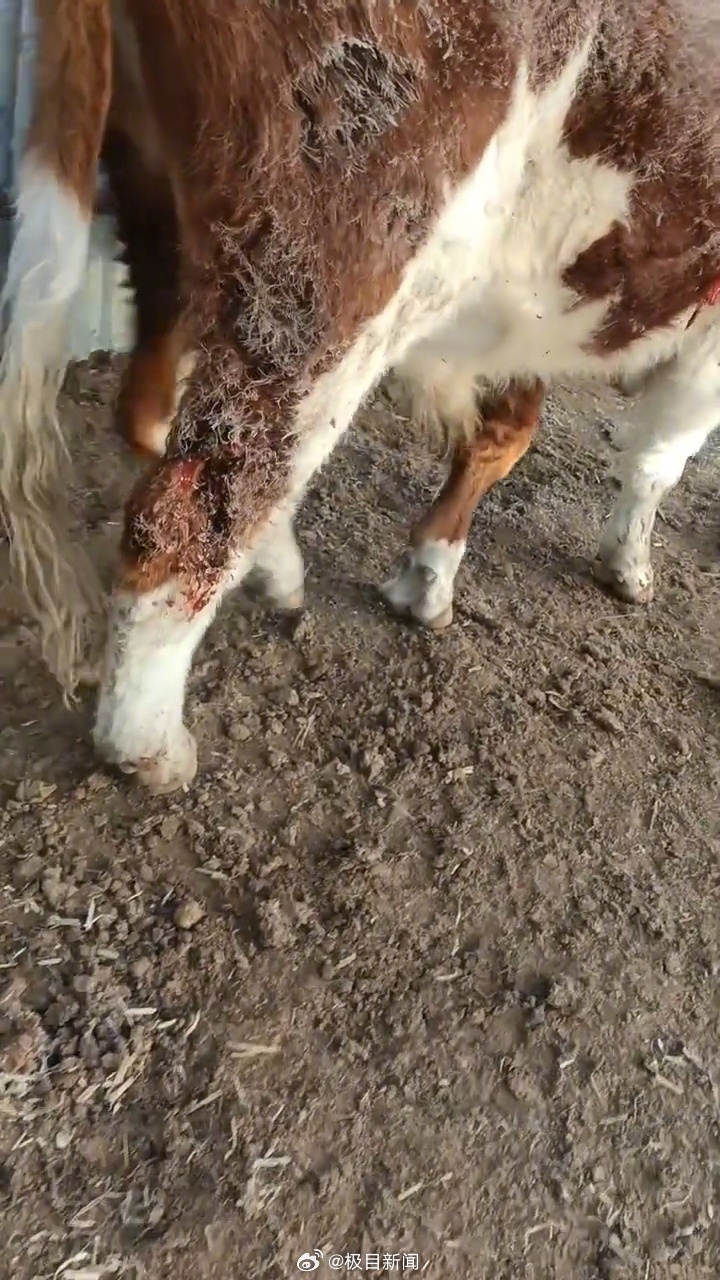 村民称东北虎下山捕食抓伤自家牛