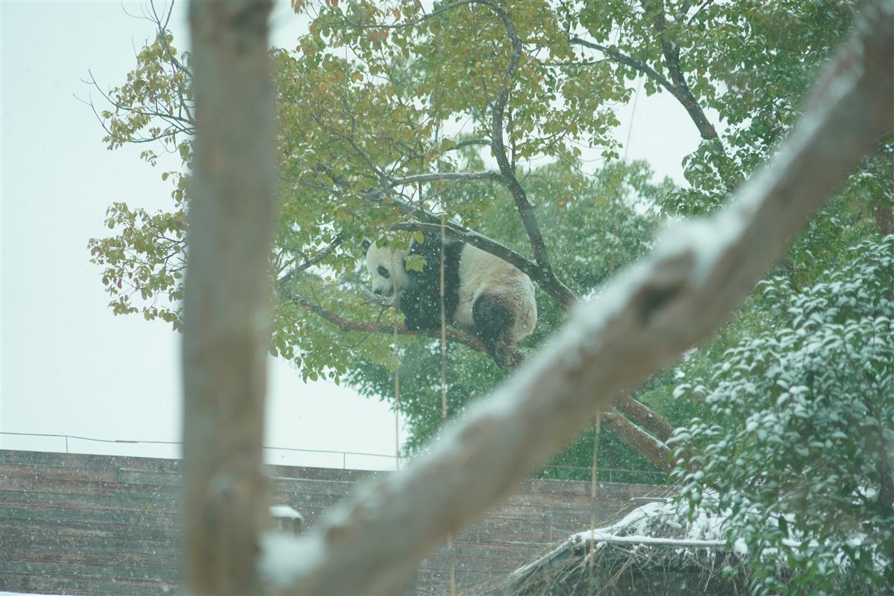 大熊猫雪中爬树.jpg