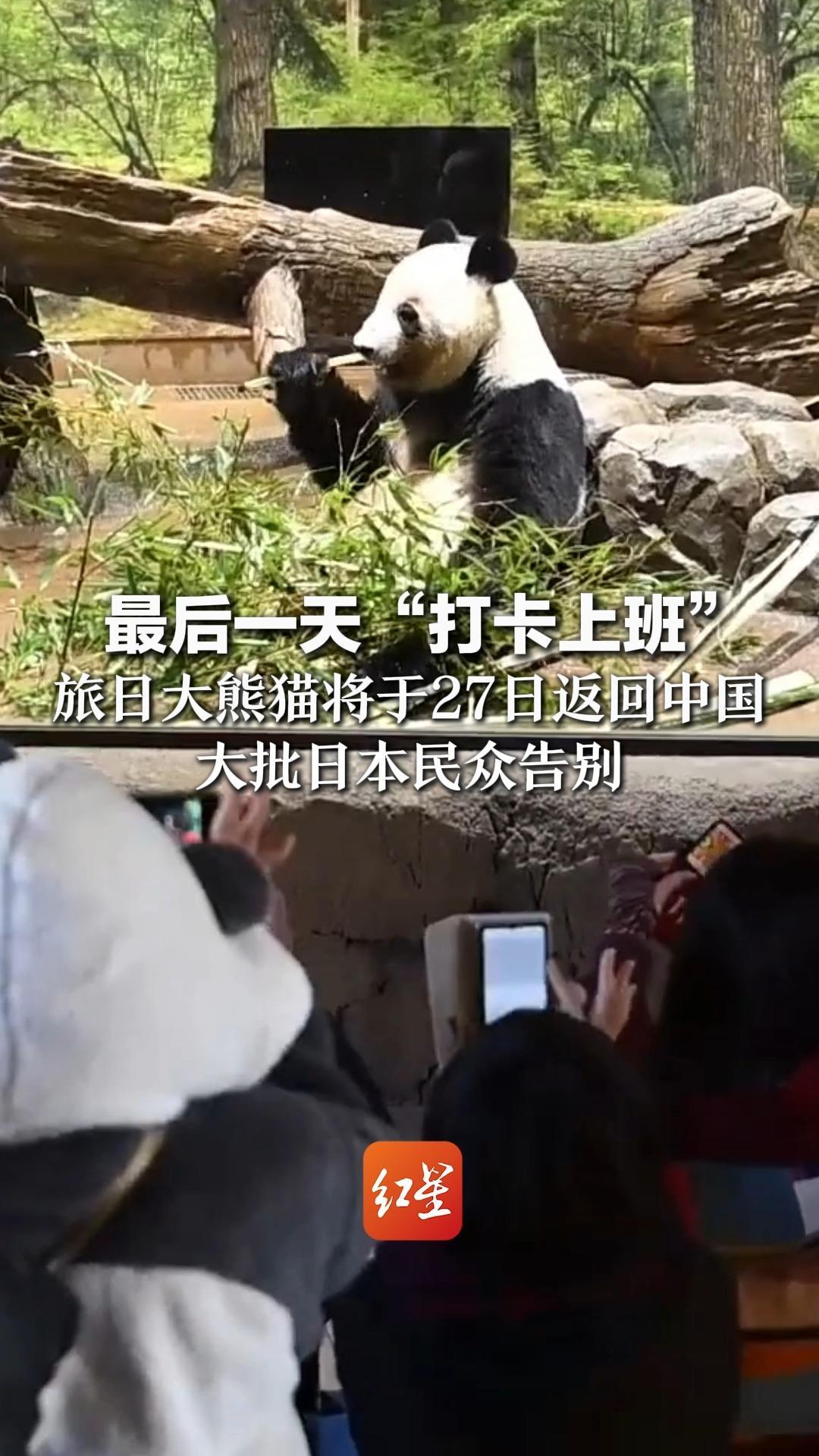 最后一天“打卡上班” 旅日大熊猫将于27日返回中国 大批日本民众告别