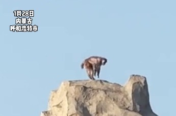 内蒙古呼和浩特 大青山动物园惊现“跳跳猴”  网友： “内蒙古的猴子太有节目了