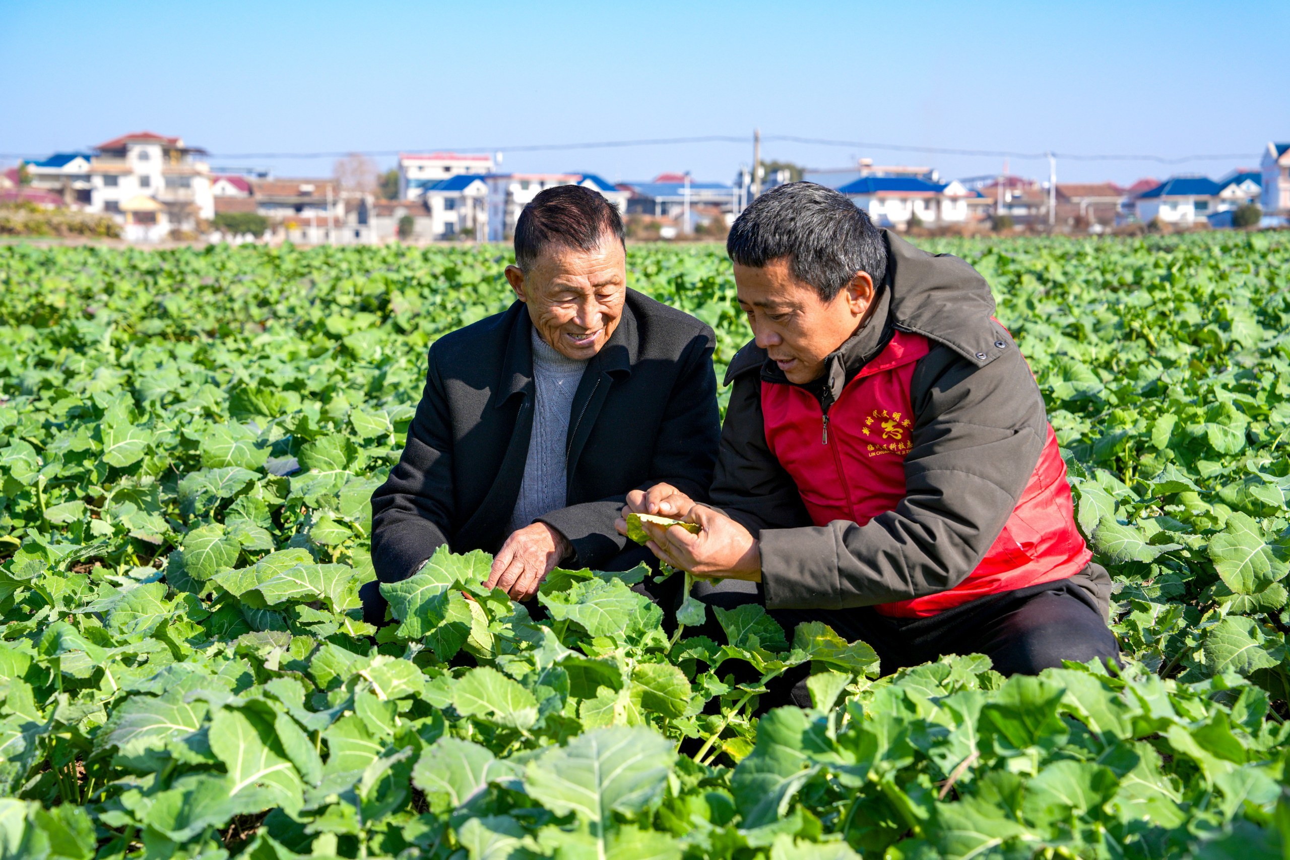 农技人员田间“把脉”，临川区夯实冬季油菜管理，护航稳产增收