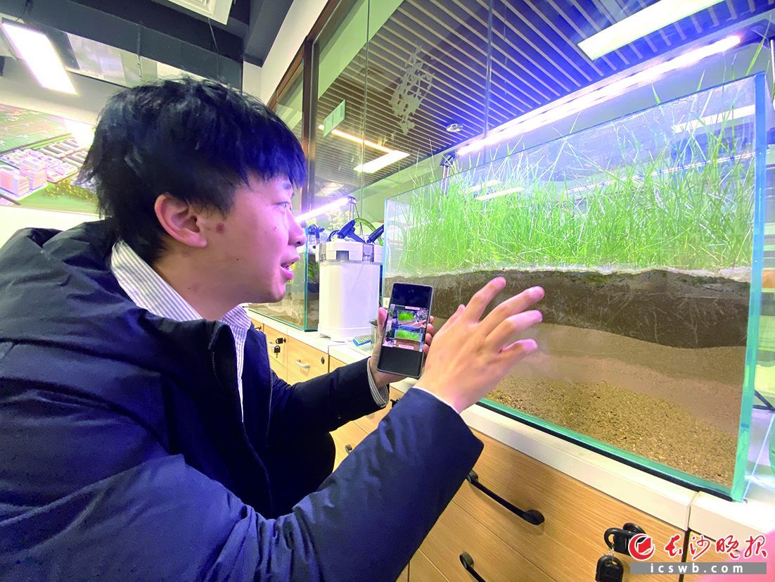 彭文罡在长沙的实验室里观察公司产品的治沙效果。长沙晚报全媒体记者 周斌 摄