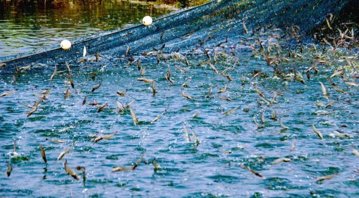 “滨州盐田虾”写入2026年山东省政府工作报告