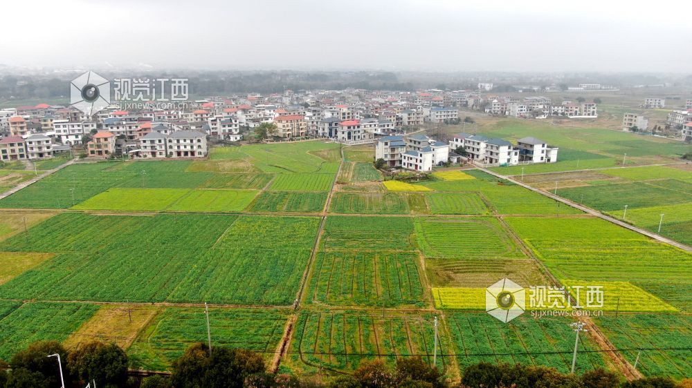 2026年1月27日，江西省遂川县枚江镇乡村田野间，冬日的油菜花悄然绽放，金黄与翠绿交织的农田如调色盘般铺展在赣鄱大地。错落有致的民居与规整连片的菜地相映成趣，干净的村道串联起生态宜居的村落。