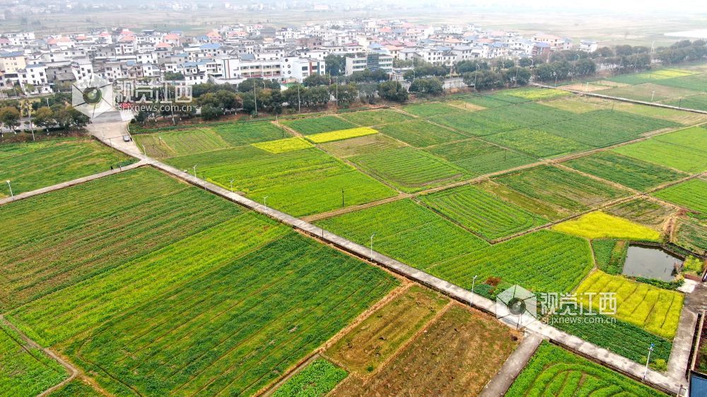 2026年1月27日，江西省遂川县枚江镇乡村田野间，冬日的油菜花悄然绽放，金黄与翠绿交织的农田如调色盘般铺展在赣鄱大地。错落有致的民居与规整连片的菜地相映成趣，干净的村道串联起生态宜居的村落。