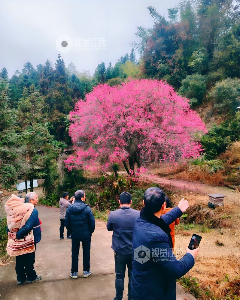 2026年1月28日,江西省遂川县大坑乡灵潭村芳田洞组的百年古梅迎来盛花期,满树绯红的梅花如云似霞,宛如披红纱的窈窕仙子缀满枝头,在层叠山林间绽放出冬日里最热烈的色彩。