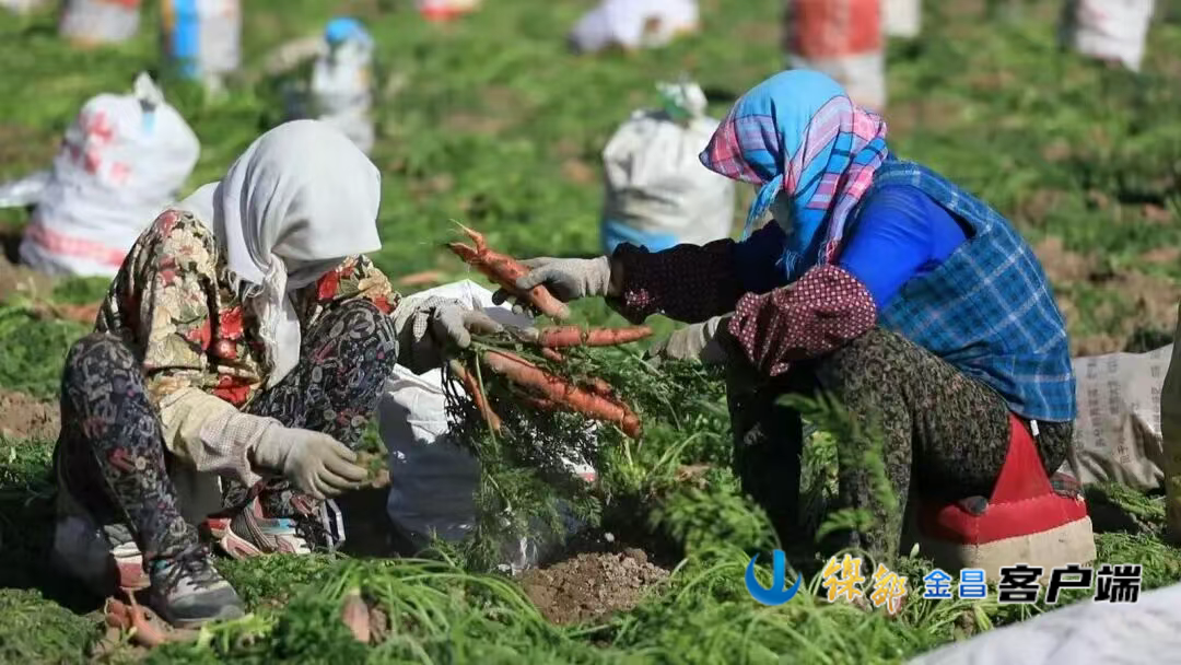 △永昌胡萝卜丰收