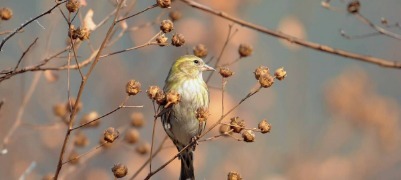 相思鸟、黄雀泰山林间觅食 萌态可掬超治愈