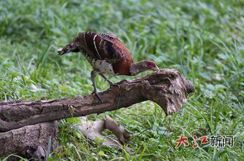 2024年在安福县发现的国家一级保护野生动物——白颈长尾雉
