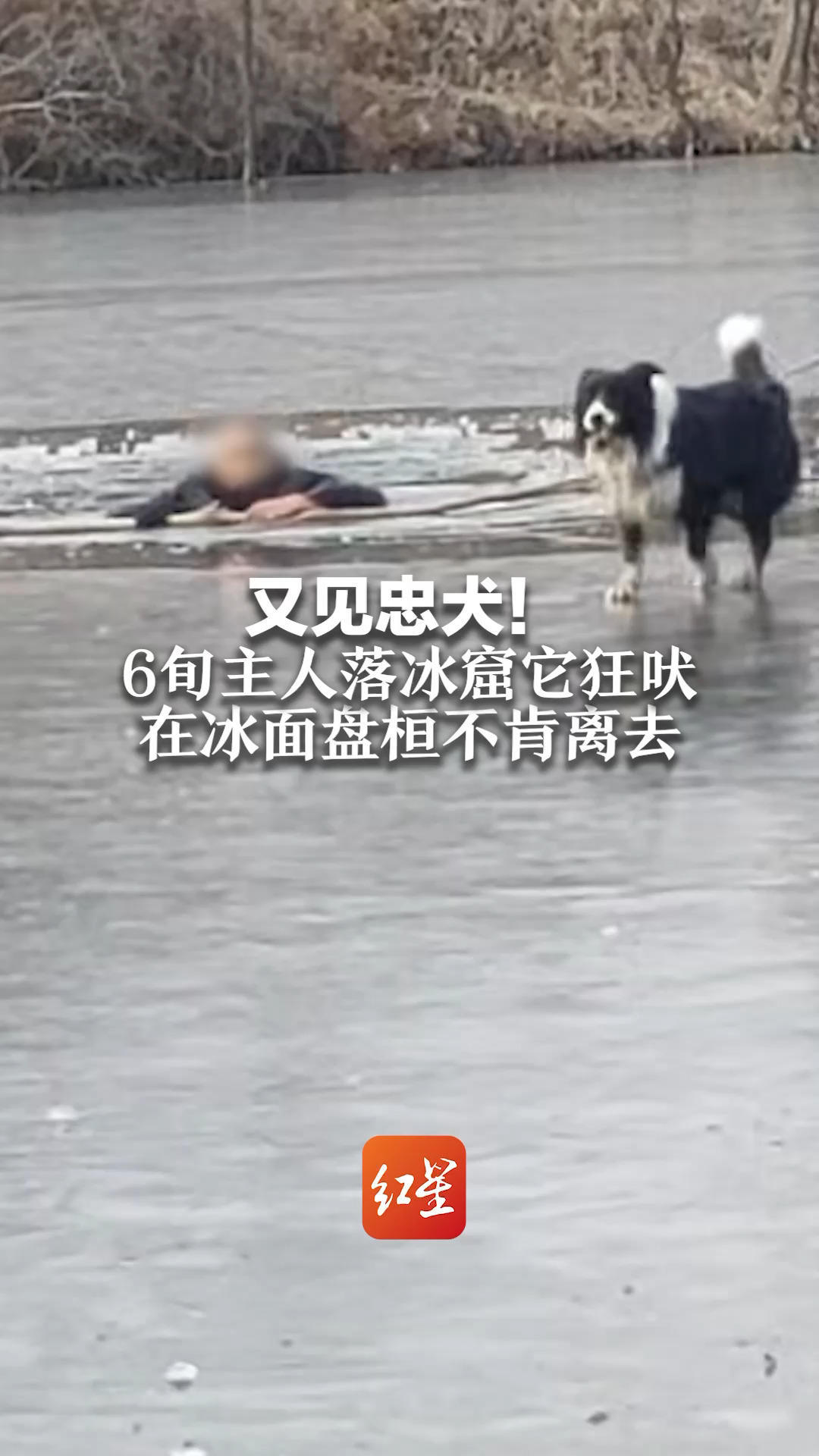 又见忠犬！6旬主人落冰窟它狂吠 在冰面盘桓不肯离去 危急时刻路人伸出援手报警救人