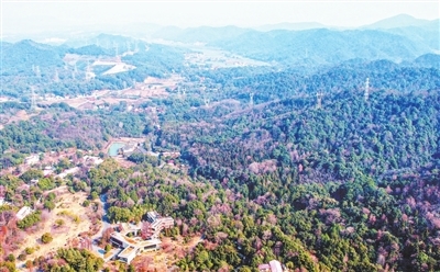 天花井景区森林主题公园。