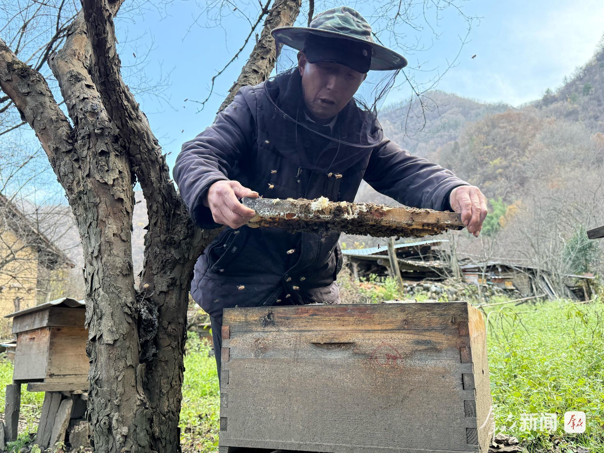 花耳坪村村民王友德正查看蜂箱