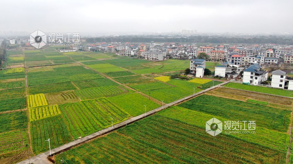 2026年1月27日，江西省遂川县枚江镇乡村田野间，冬日的油菜花悄然绽放，金黄与翠绿交织的农田如调色盘般铺展在赣鄱大地。错落有致的民居与规整连片的菜地相映成趣，干净的村道串联起生态宜居的村落。