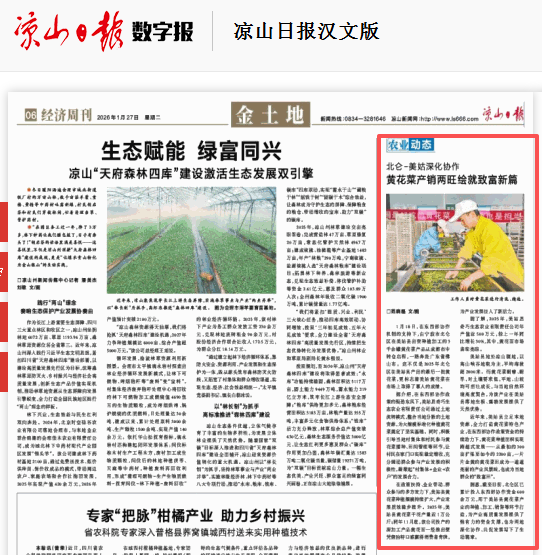 北侖-美姑深化協作 黃花菜產銷兩旺繪就致富新篇