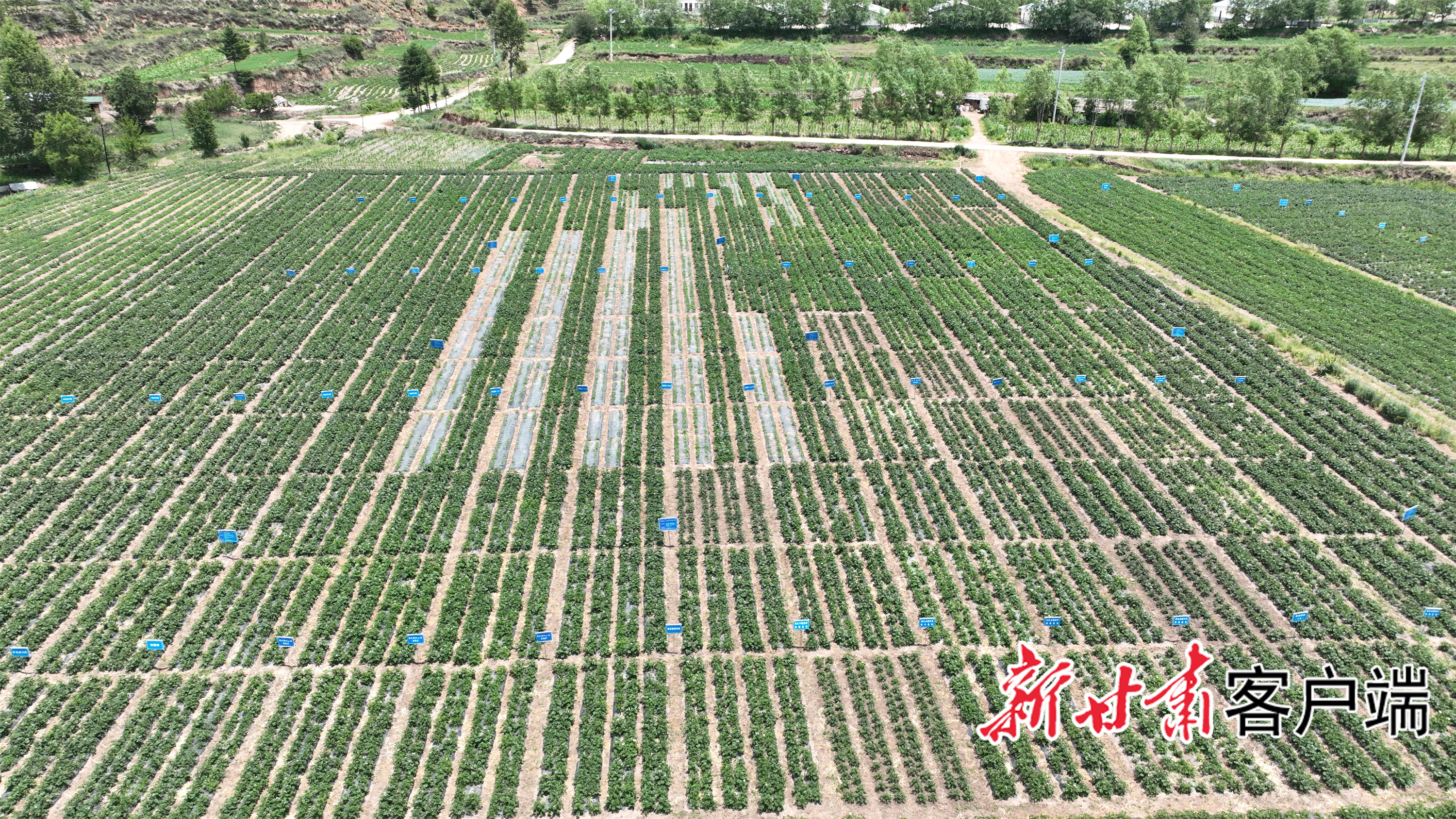 庄浪县马铃薯原种试验基地 本文图片均由庄浪县委宣传部提供
