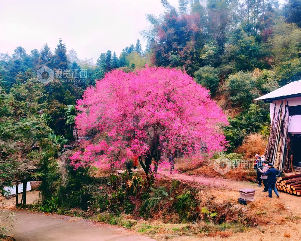 2026年1月28日,江西省遂川县大坑乡灵潭村芳田洞组的百年古梅迎来盛花期,满树绯红的梅花如云似霞,宛如披红纱的窈窕仙子缀满枝头,在层叠山林间绽放出冬日里最热烈的色彩。