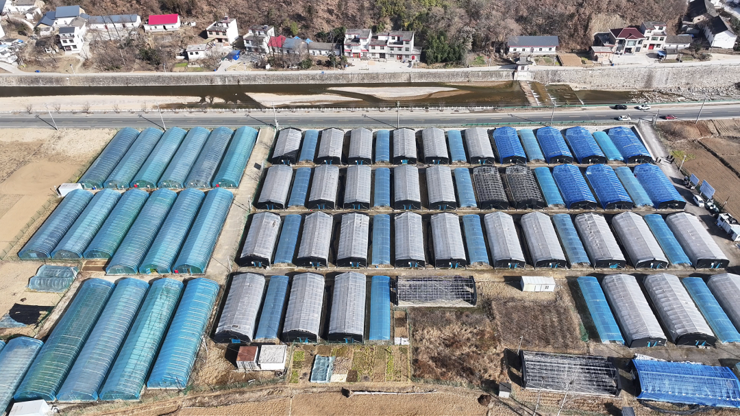 柞水：更新抢修齐发力 春耳种植启新程