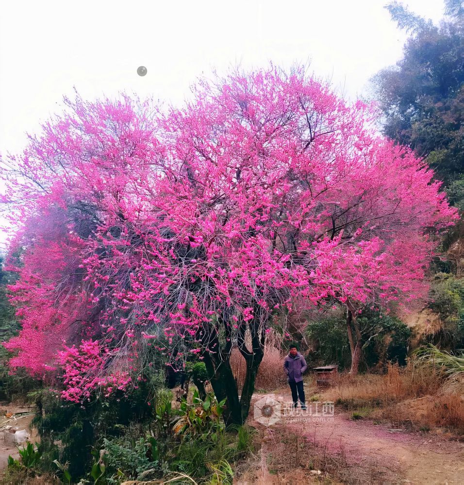 2026年1月28日,江西省遂川县大坑乡灵潭村芳田洞组的百年古梅迎来盛花期,满树绯红的梅花如云似霞,宛如披红纱的窈窕仙子缀满枝头,在层叠山林间绽放出冬日里最热烈的色彩。