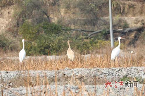 2025年2月份在遂川县拍摄到的江西“省鸟”——白鹤