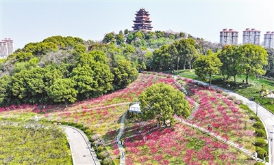 南山公园花卉主题公园。