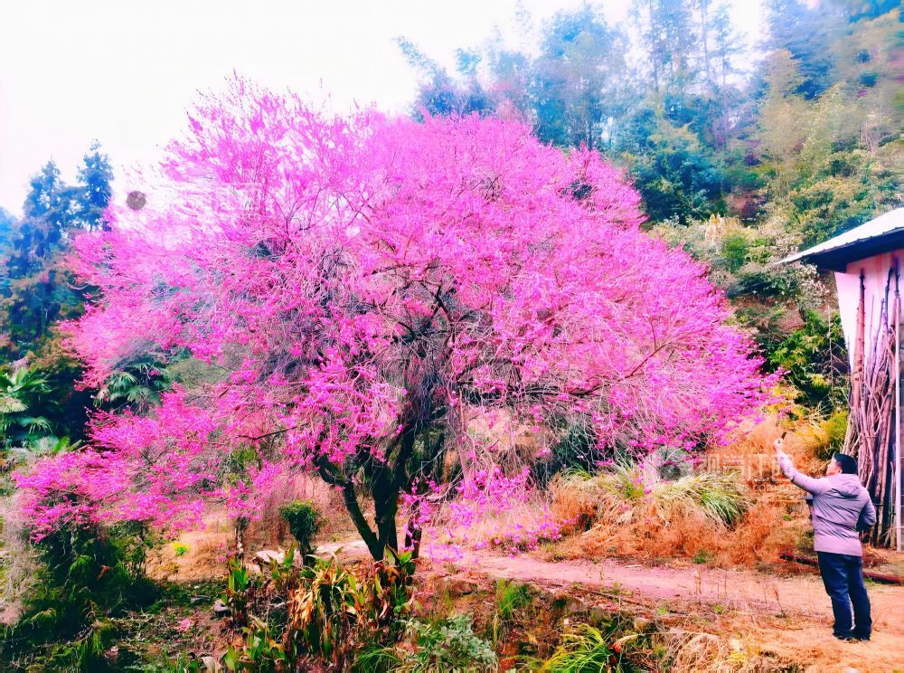 2026年1月28日,江西省遂川县大坑乡灵潭村芳田洞组的百年古梅迎来盛花期,满树绯红的梅花如云似霞,宛如披红纱的窈窕仙子缀满枝头,在层叠山林间绽放出冬日里最热烈的色彩。