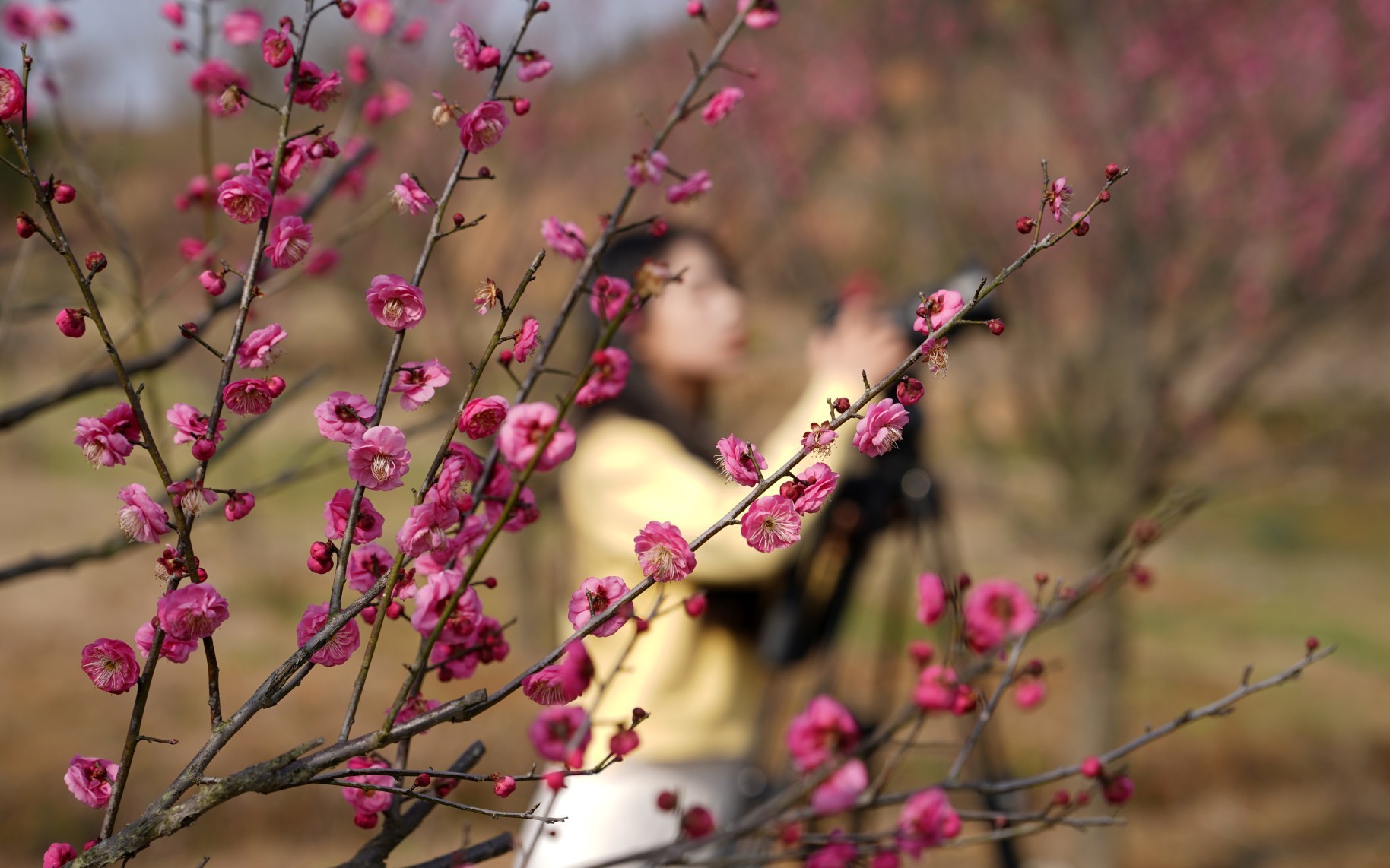 仙女湖白梅村梅花盛开，吸引市民打卡