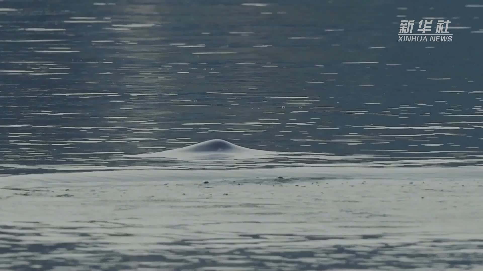 探寻大湖“精灵”｜从捕鱼人到江豚卫士 守护鄱阳湖的“微笑天使”