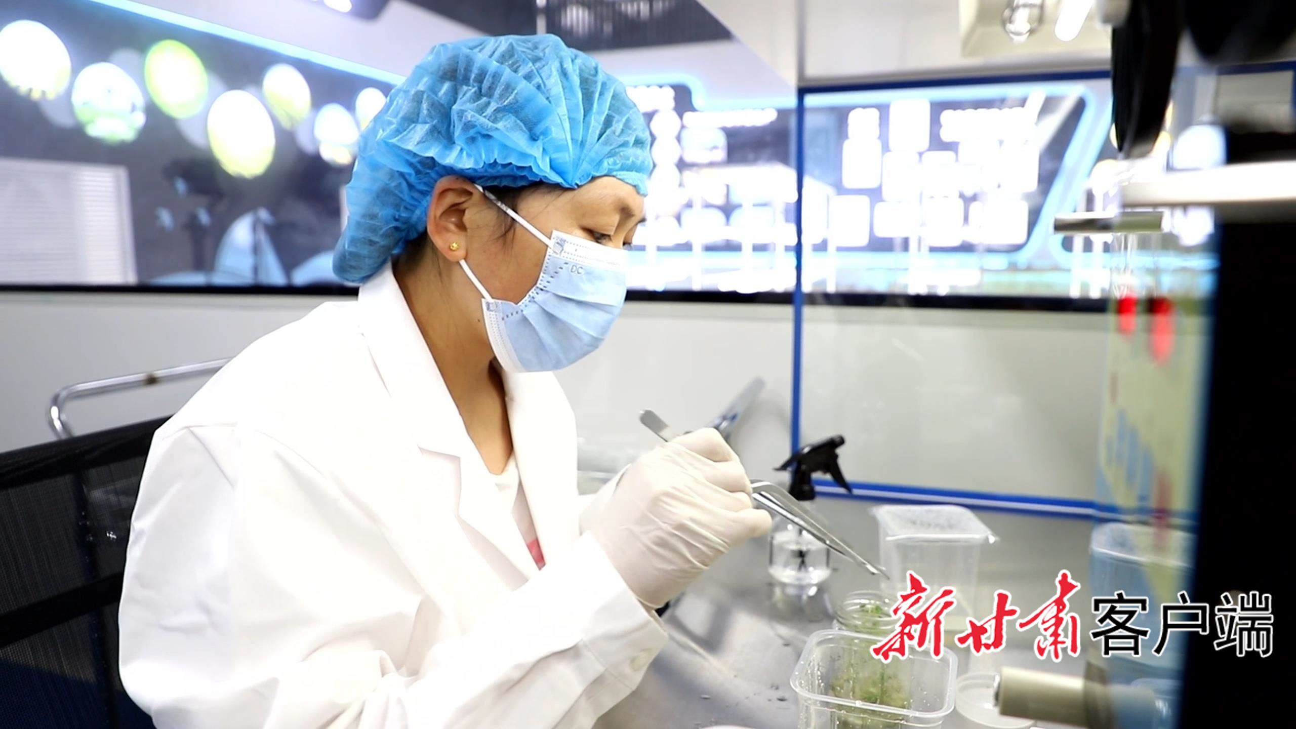 农技人员进行马铃薯脱毒种苗扩繁操作