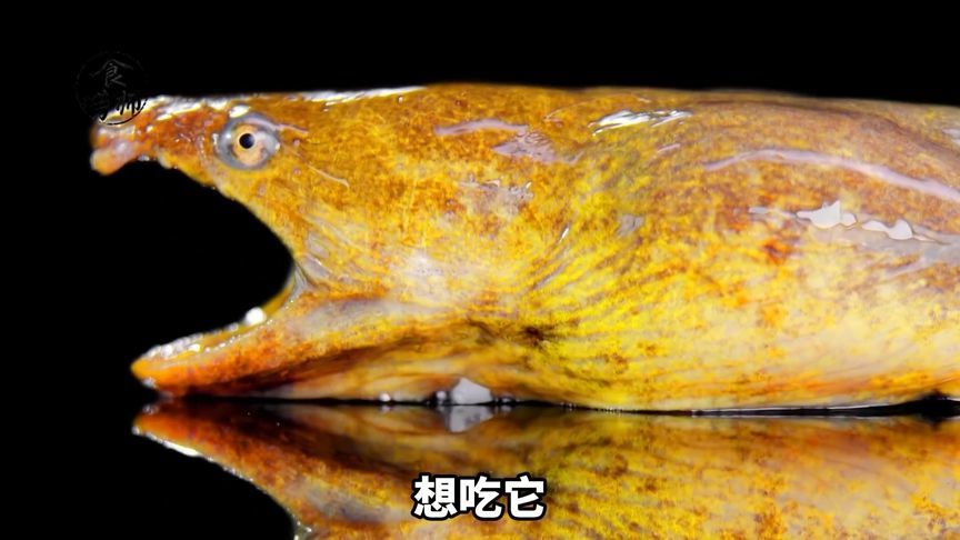 潮汕美食：杜龙火锅！稀有珍贵，你吃过吗？