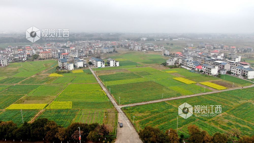 2026年1月27日，江西省遂川县枚江镇乡村田野间，冬日的油菜花悄然绽放，金黄与翠绿交织的农田如调色盘般铺展在赣鄱大地。错落有致的民居与规整连片的菜地相映成趣，干净的村道串联起生态宜居的村落。