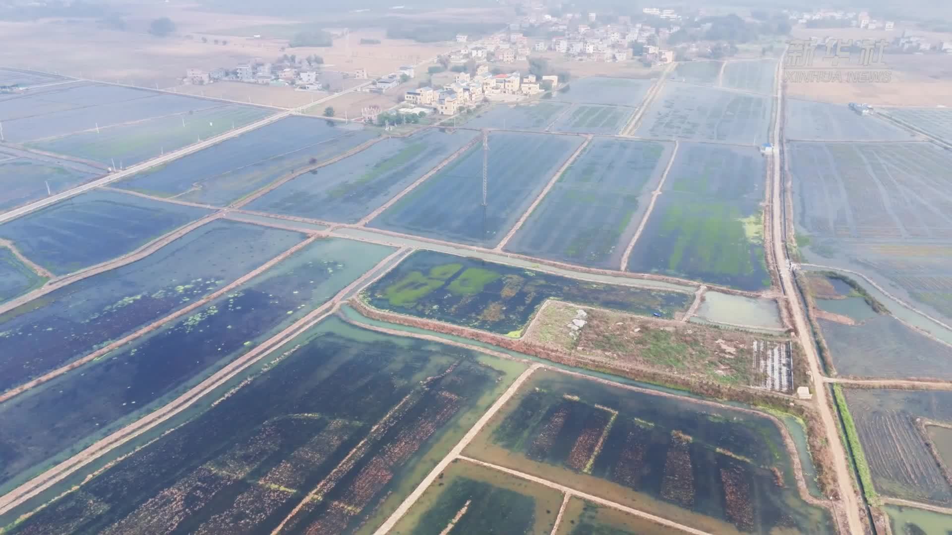 广西桂平：小龙虾苗陆续投放 春节后即可捕捞上市