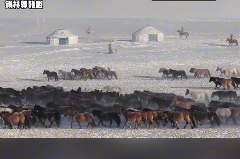 冬日西乌珠穆沁，草原银装素裹，马蹄踏雪卷浪，气势如虹