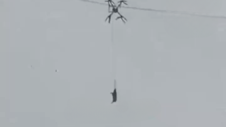 无人机运猪挂电线上，村庄停电10小时，多方回应