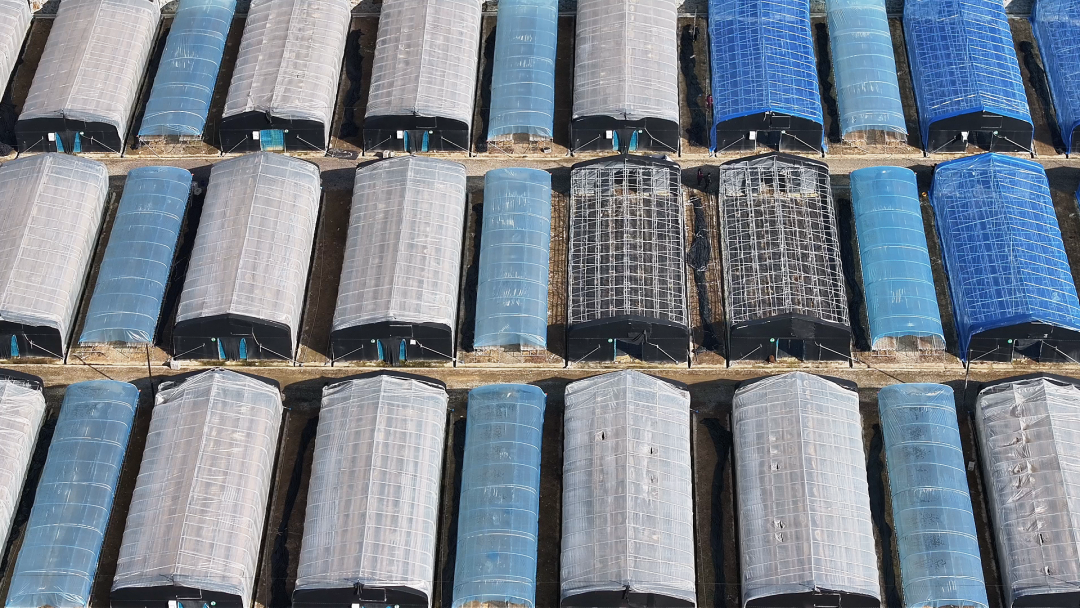 柞水：更新抢修齐发力 春耳种植启新程