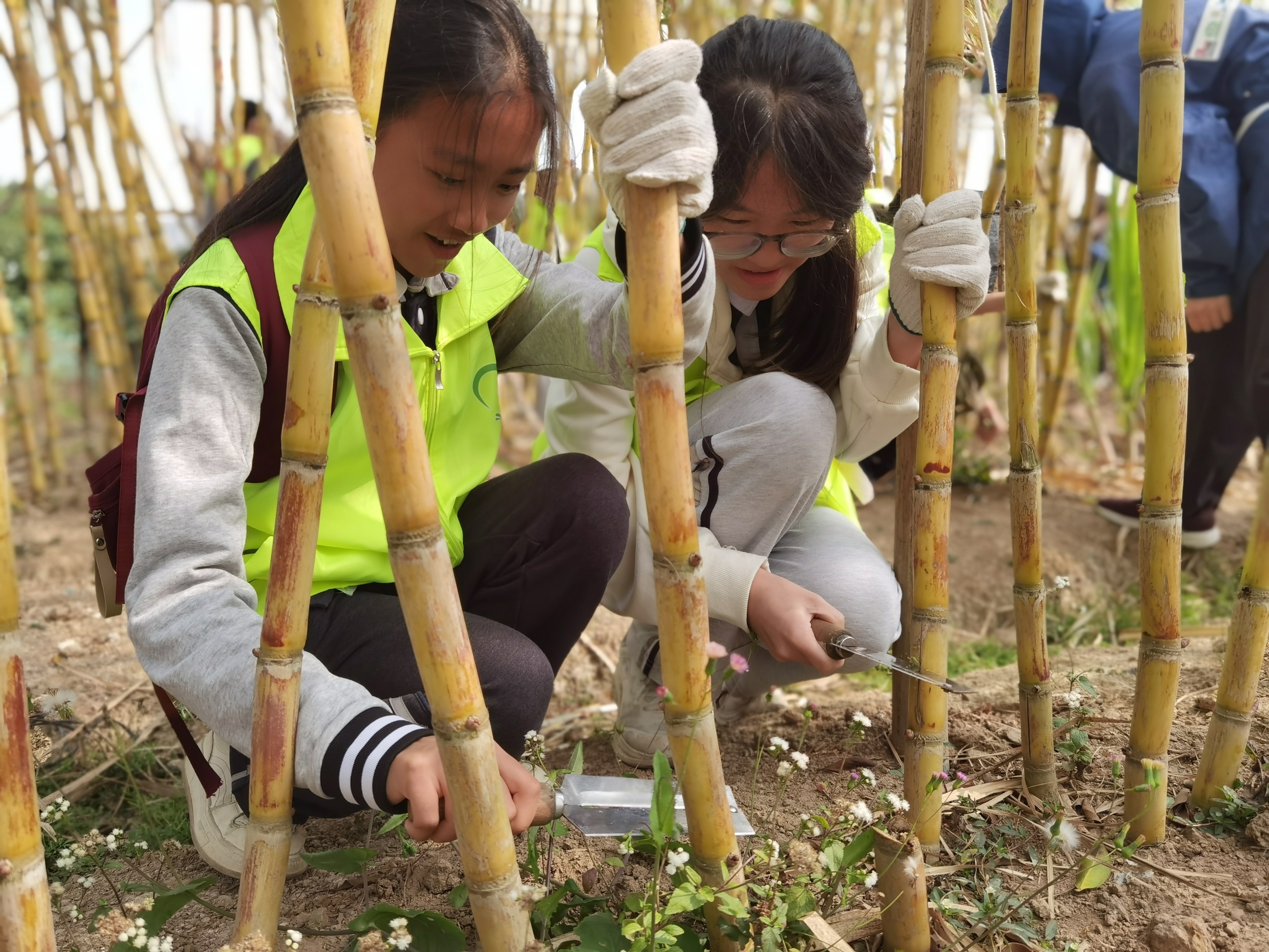 70余名青少年走进珠海斗门镇 在“行走的课堂”中触摸乡村振兴脉搏