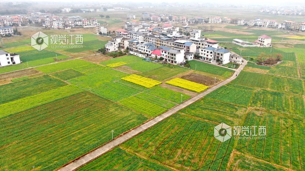 2026年1月27日，江西省遂川县枚江镇乡村田野间，冬日的油菜花悄然绽放，金黄与翠绿交织的农田如调色盘般铺展在赣鄱大地。错落有致的民居与规整连片的菜地相映成趣，干净的村道串联起生态宜居的村落。