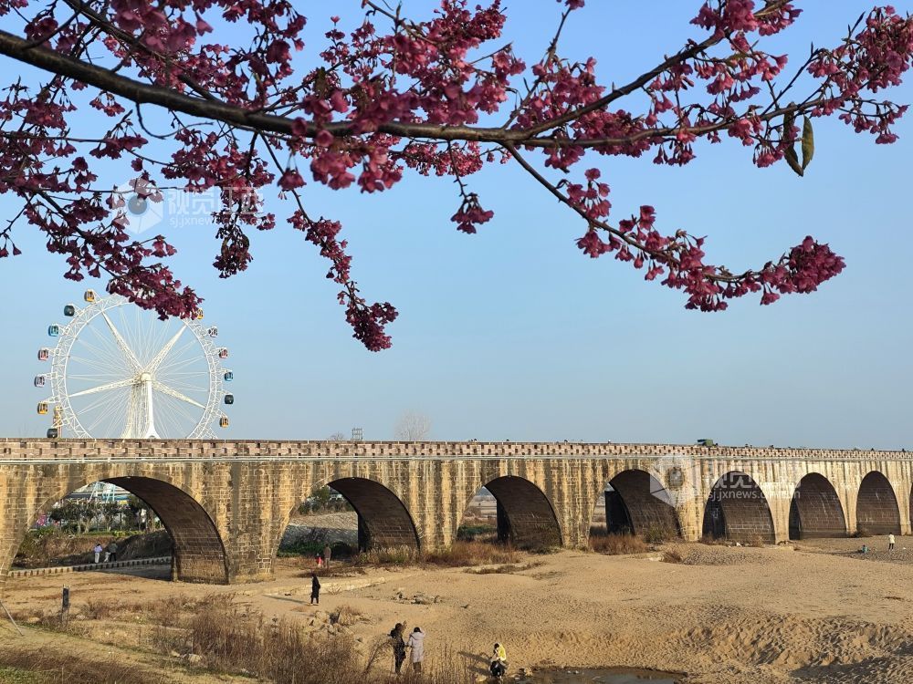2026年1月24日，江西省吉安市永丰县恩江湿地公园早樱已然盛放，绯红色的花瓣缀满枝头，娇艳动人，让游人提前感受春天的温暖与美好。