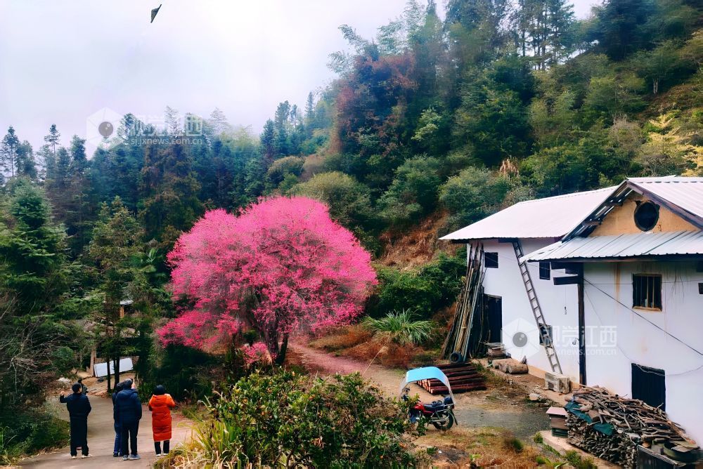 2026年1月28日,江西省遂川县大坑乡灵潭村芳田洞组的百年古梅迎来盛花期,满树绯红的梅花如云似霞,宛如披红纱的窈窕仙子缀满枝头,在层叠山林间绽放出冬日里最热烈的色彩。