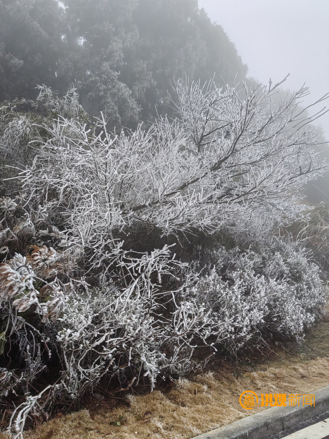 南昌梅岭下雪了（图）