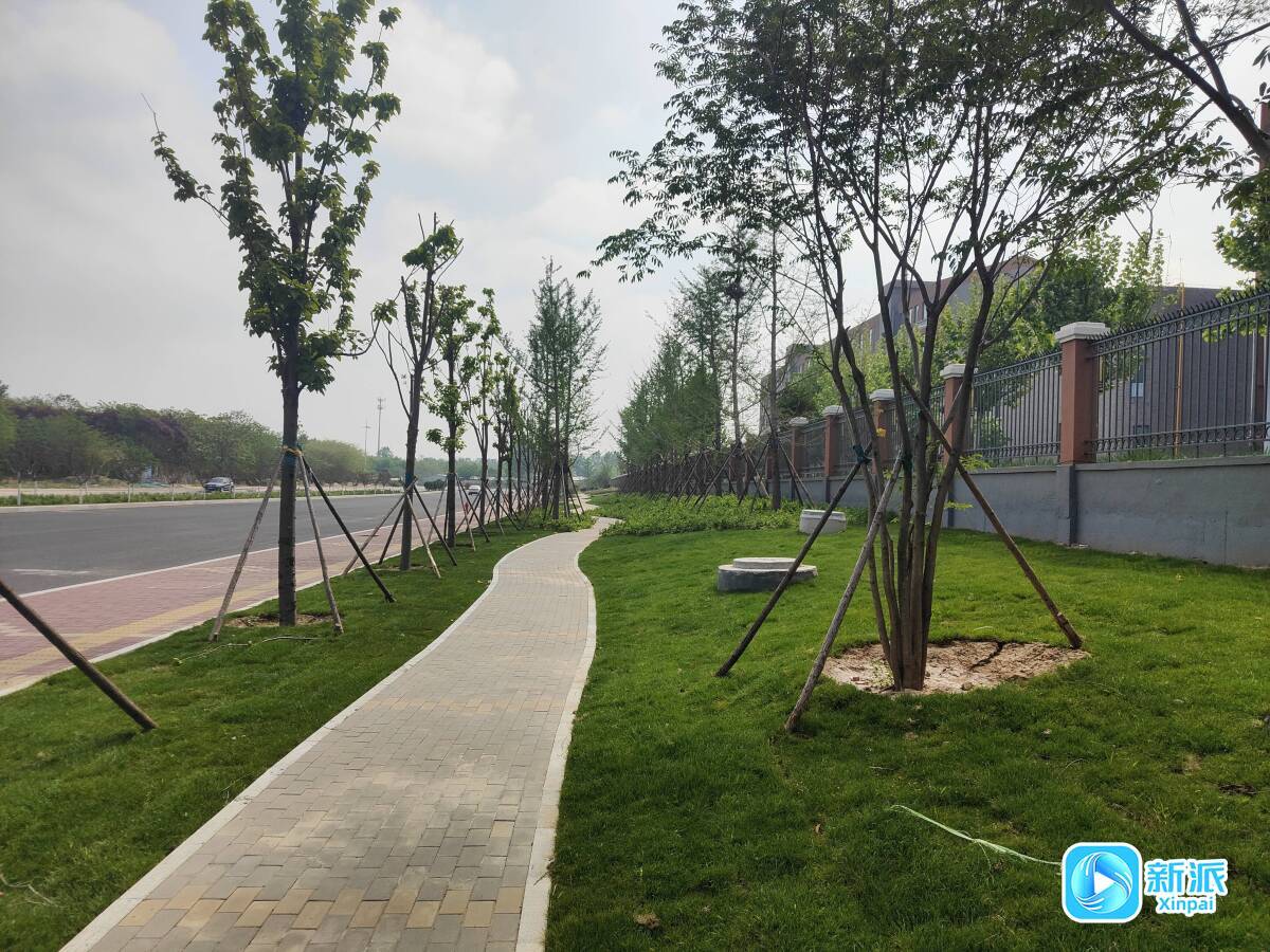 潍坊高铁新片区一段市政道路及绿化带