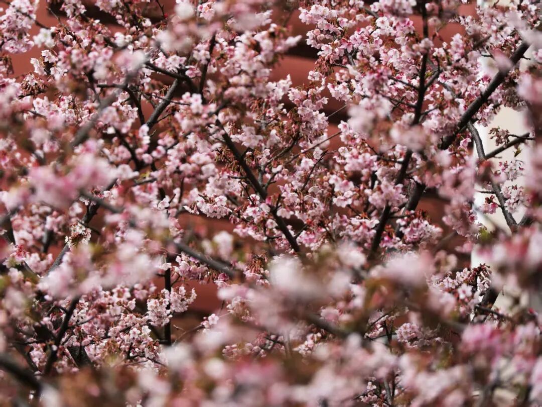 中雨中雪→回暖→降溫！天氣變化超快，櫻花也開了