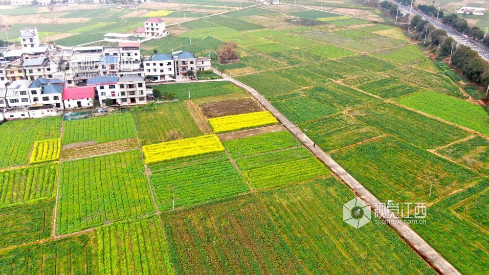 2026年1月27日，江西省遂川县枚江镇乡村田野间，冬日的油菜花悄然绽放，金黄与翠绿交织的农田如调色盘般铺展在赣鄱大地。错落有致的民居与规整连片的菜地相映成趣，干净的村道串联起生态宜居的村落。