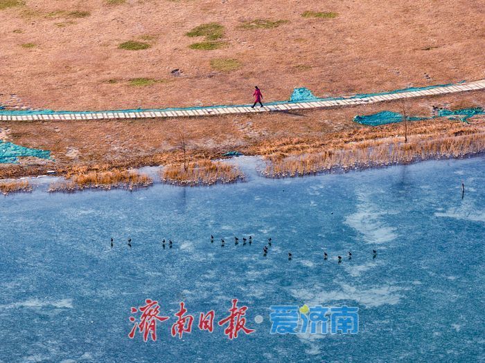 冰湖映羽衣 华山湖水鸟演绎冬日灵动画卷