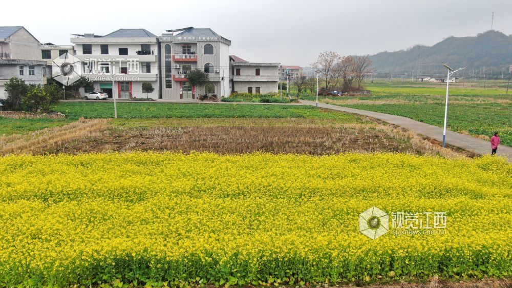 2026年1月27日，江西省遂川县枚江镇乡村田野间，冬日的油菜花悄然绽放，金黄与翠绿交织的农田如调色盘般铺展在赣鄱大地。错落有致的民居与规整连片的菜地相映成趣，干净的村道串联起生态宜居的村落。